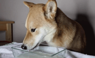 狗嘴溃烂流血怎么治