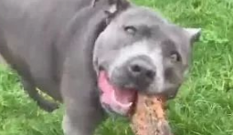 超狂比特犬散步竟捡一棵树回家,达到狗转化成就! 超狂比特犬散步竟捡一棵树回家,达到狗转化成就!