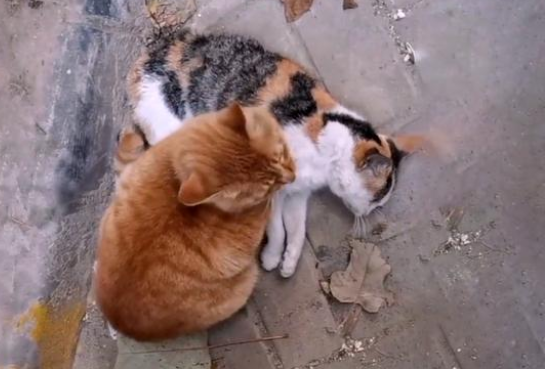 流浪猫不知同伴已离世，不断哀嚎试图唤醒它，网友：动物也有情
