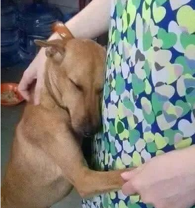 狗狗从屠宰场被解救后,抱紧主人眼含眼泪,很多人见到都泪崩了! 狗狗从屠宰场被解救后,抱紧主人眼含眼泪,很多人见到都泪崩了!