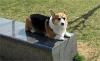 女生为什么不能养柯基犬