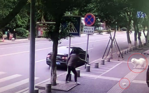 男子专挑不牵绳宠物狗碰瓷,萨摩被撞后一脸懵逼:我做错了啥? 男子专挑不牵绳宠物狗碰瓷,萨摩被撞后一脸懵逼:我做错了啥?