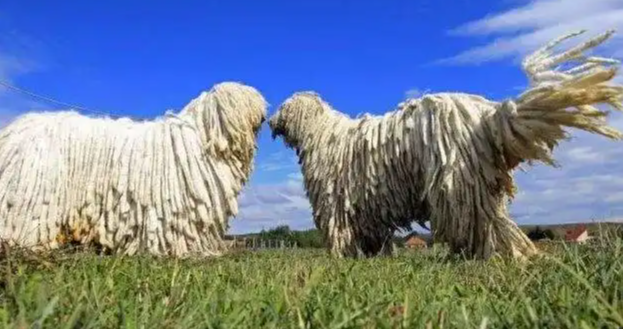 可蒙犬怎么洗澡 可蒙犬怎么洗澡