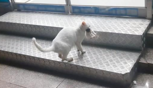 多次想进入便利店的流浪猫,看到它嘴里的东西后,才明白它的苦心