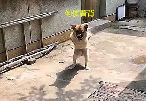 流浪犬效仿60岁老头行走,过路人感觉演得爆裂,认清后却红了眼睛 流浪犬效仿60岁老头行走,过路人感觉演得爆裂,认清后却红了眼睛