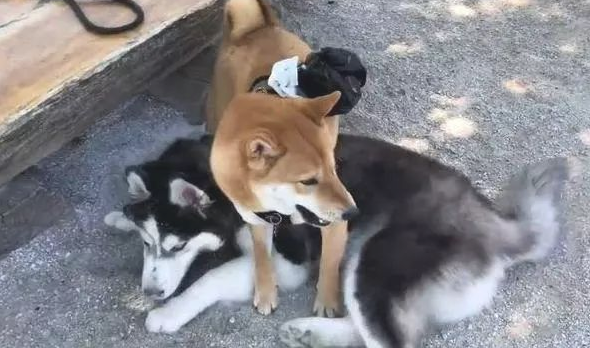 小区主宰此次栽了,一世威武被一只小柴犬毁了,二哈:狗脸丢尽 小区主宰此次栽了,一世威武被一只小柴犬毁了,二哈:狗脸丢尽
