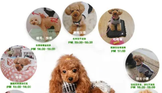 宠物创业市场 | 宠物店服务，下一块创业聚集地？