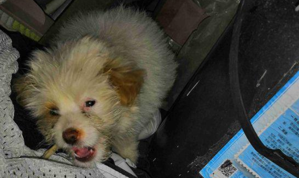 流浪狗饿坏了在啃冻结的剩饭食,小家伙勤奋生存的样子,叫人心酸