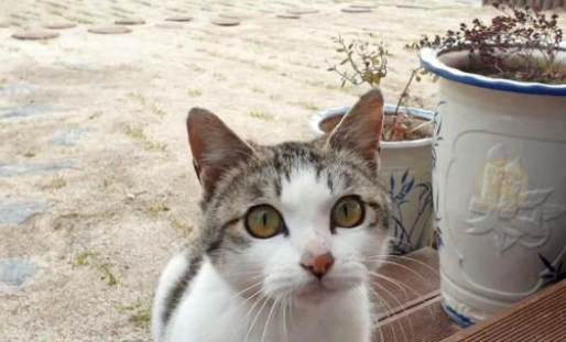 胆小的流浪猫变得亲人，哀求好心人跟自己走，猫：救救我的孩子吧