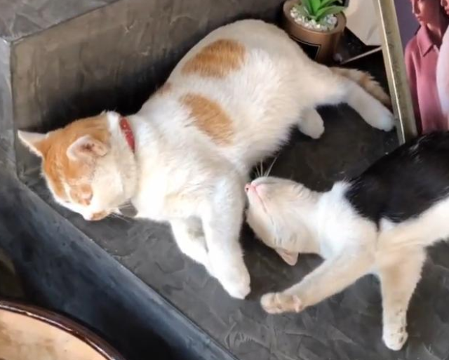 流浪猫被收养后，一个月内捡来两只小猫，铲屎官：渣猫！