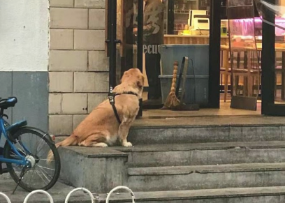 如果你让狗狗在大门口等着你的那时候，它在想干什么？好多个界面令人辛酸！