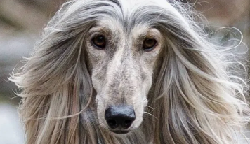 阿富汗猎犬可以喂生肉吗?乱喂狗狗是会生病的! 阿富汗猎犬可以喂生肉吗?乱喂狗狗是会生病的!