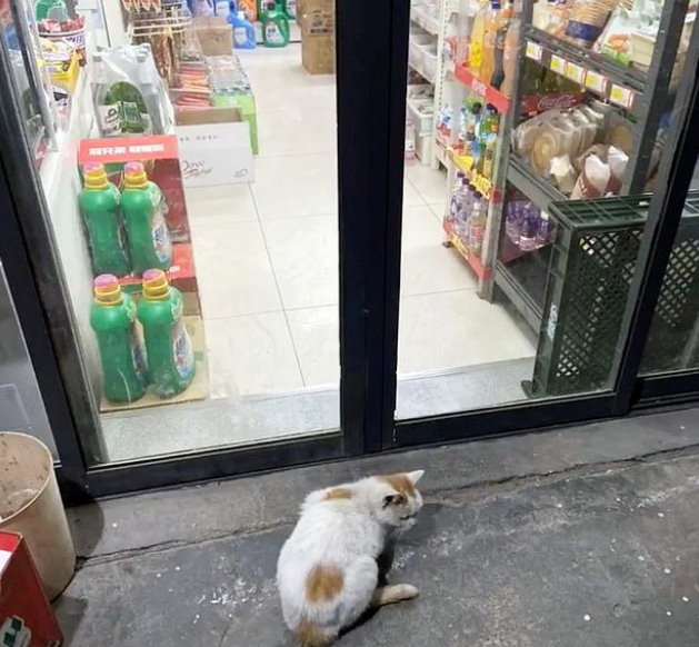 流浪猫的智商到底有多高？组团偷火腿肠，把老板当透明人