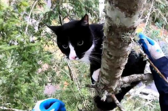 男子爬树救橘猫,结果回头一看还挂着一只猫,奶牛猫:没事我不急 男子爬树救橘猫,结果回头一看还挂着一只猫,奶牛猫:没事我不急