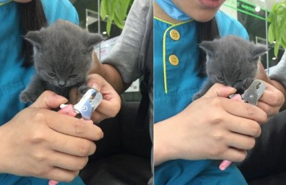 小蓝猫被架着剪指甲 小猫咪怒瞪主人