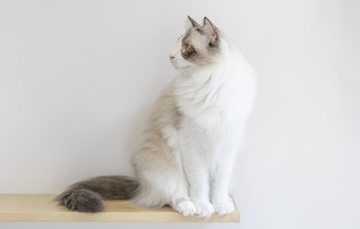 养金吉拉猫的三个“弊端”,你都知道吗? 养金吉拉猫的三个“弊端”,你都知道吗?