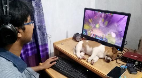 有一个沉迷打游戏的铲屎官怎么办?猫咪和狗狗的态度完全不同! 有一个沉迷打游戏的铲屎官怎么办?猫咪和狗狗的态度完全不同!