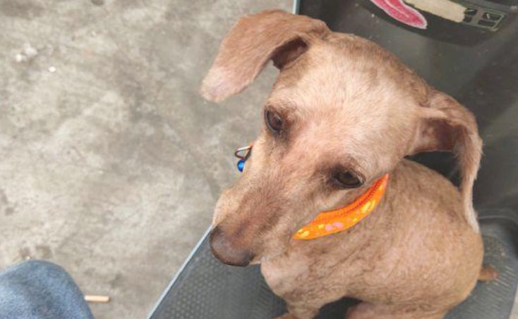 流浪犬迷了路在大街踌躇，看它那迷离的眼神，女生不忍心扔下它离去