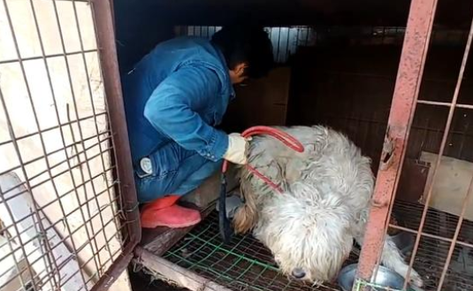 狗妈妈被关笼中5年,主人欲将它的小狗遗弃,还好遇到好心邻居 狗妈妈被关笼中5年,主人欲将它的小狗遗弃,还好遇到好心邻居