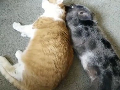 猪猫哥俩很恩爱 天天互舔帮对方理毛还睡一起