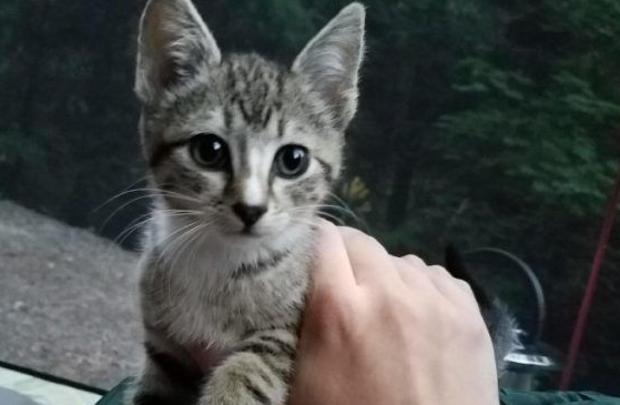 超可爱喵星人 自己选猫奴不惜半夜闯进帐篷