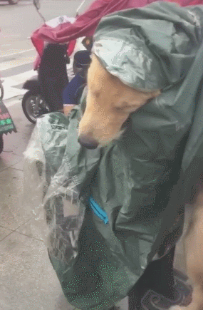 网友带小狗出门下大雨,自身淋着,金毛却衣着雨衣 网友带小狗出门下大雨,自身淋着,金毛却衣着雨衣