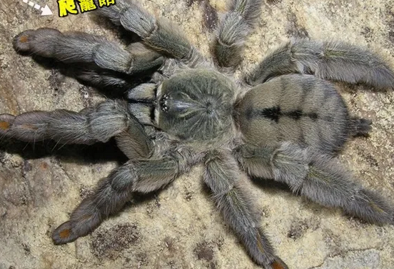 逃脱能力非比寻常的千里达老虎尾,饲养是不是很难?