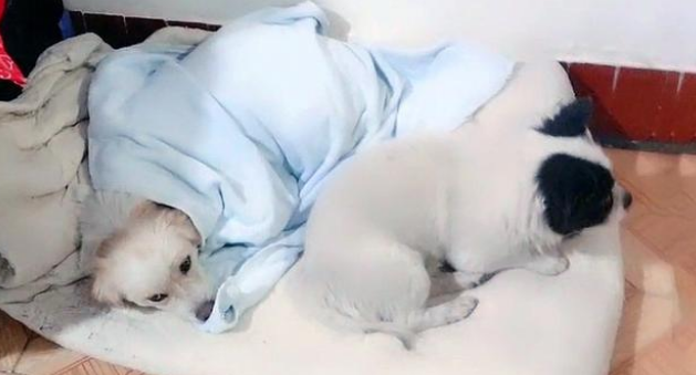 现实版“忠犬八公”，火车站苦等主人一年，好心人用爱将其感化