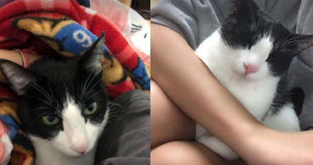 帮忙奴才燃烧体脂肪! 5公斤宾士猫重压肚子上