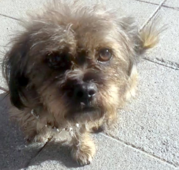 在马路中央等待主人的狗狗,无助的背影看着心疼,终与主人团聚 在马路中央等待主人的狗狗,无助的背影看着心疼,终与主人团聚