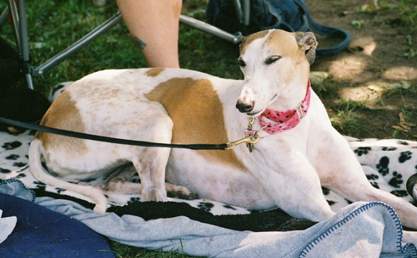 狗狗瘦得只剩皮包骨头，即将奄奄一息，小伙挖地安葬时却出现意外救了它