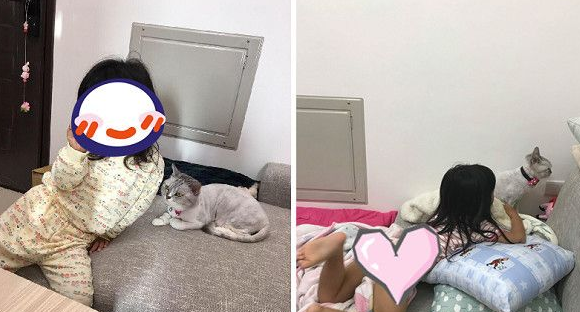 台南美短被小奴才侵犯 眼神死的圣上笑翻网友 台南美短被小奴才侵犯 眼神死的圣上笑翻网友