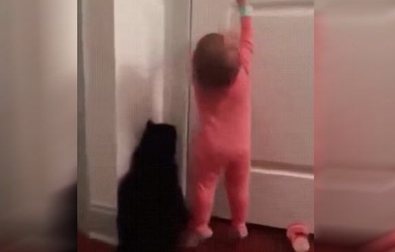 太矮了构不到门把 猫咪成功帮小主人开门