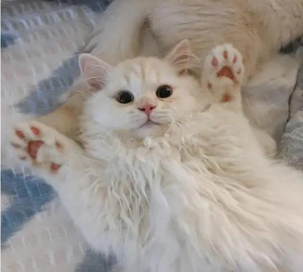 猫打了猫三联后精神不好是为什么 猫打了猫三联后精神不好是为什么