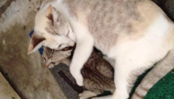 失去小猫的流浪猫妈，每天郁郁寡欢，直到它遇见另一只流浪奶猫
