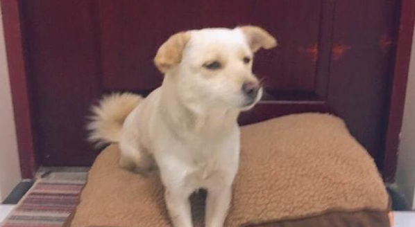 寒风凛冽流浪犬跑来楼道供暖，还将头埋在身体里，样子叫人心痛