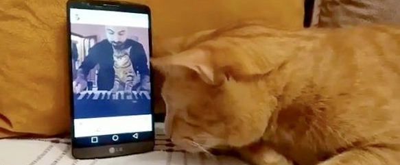 全盲猫咪听见琴音超喜欢 爱猫钢琴家又多位忠实听众 全盲猫咪听见琴音超喜欢 爱猫钢琴家又多位忠实听众