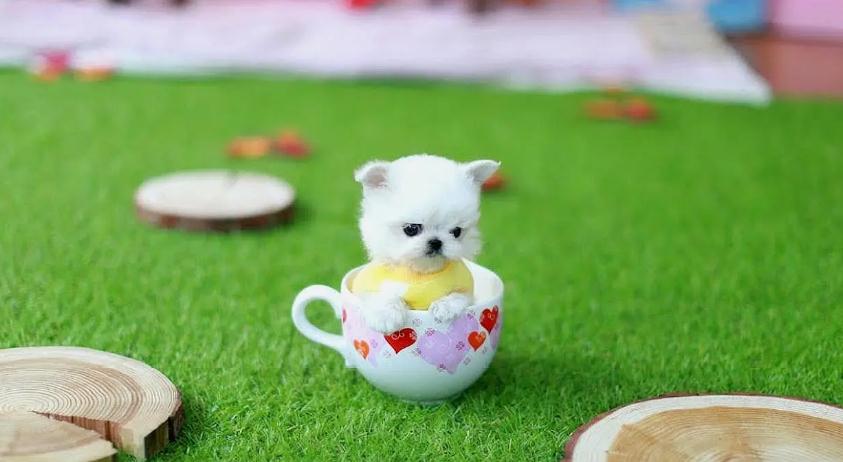 母泰迪狗茶杯犬的寿命有多长