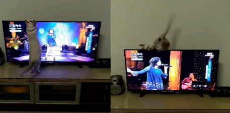 调皮猫抓蚊子跳到电视机 不料双脚没踩稳直接摔惨