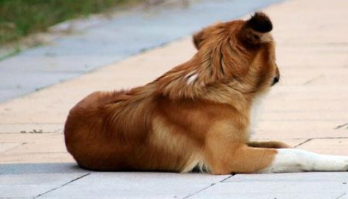 死守在轿车旁的忠犬,有人收养也不愿离开,被发现时还穿着小衣服 死守在轿车旁的忠犬,有人收养也不愿离开,被发现时还穿着小衣服