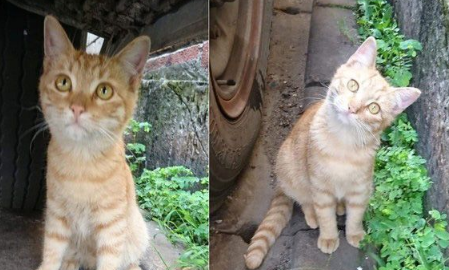 下一餐还会有吗? 可爱橘猫让爱妈无奈又心疼