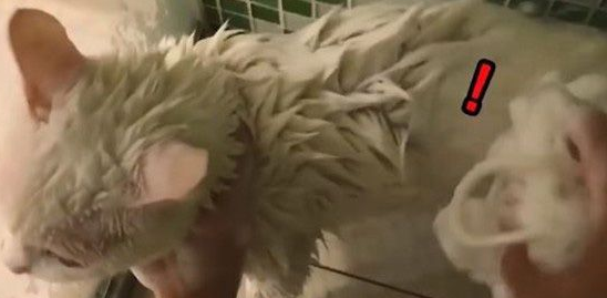 猫界女神豆浆不小心让身体沾上屎味 被奴才抓洗澡