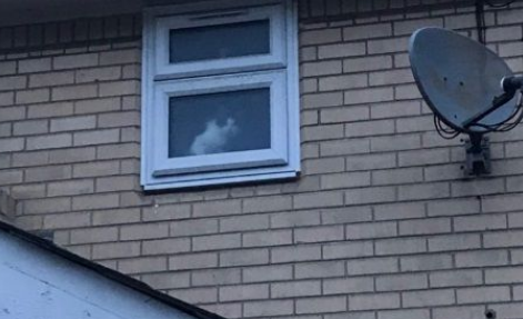 养猫千日用在一时! 被锁屋外爱猫出现解救