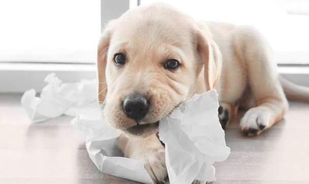 狗狗“沉迷撕纸”的5大缘故，在其中一个缘故，说出去怕你脸发红