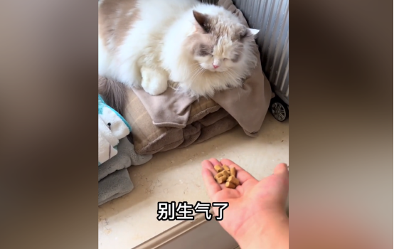 作为喵中仙女的布偶猫,今天却胖揍了我一天 作为喵中仙女的布偶猫,今天却胖揍了我一天