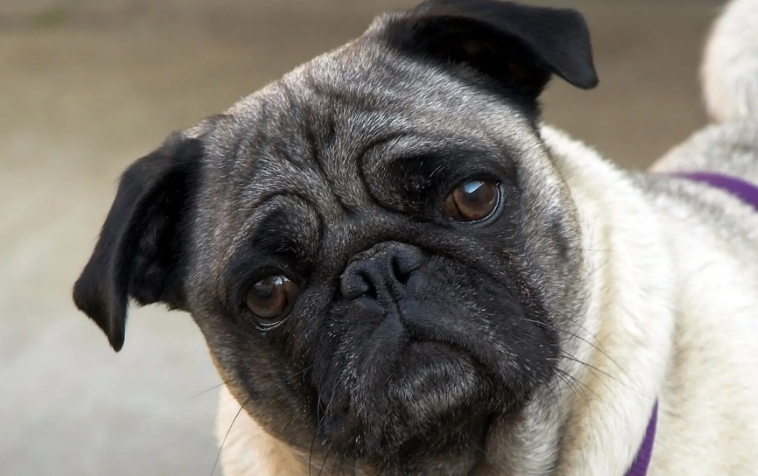 如何训练巴哥犬?不知道的快来看看! 如何训练巴哥犬?不知道的快来看看!