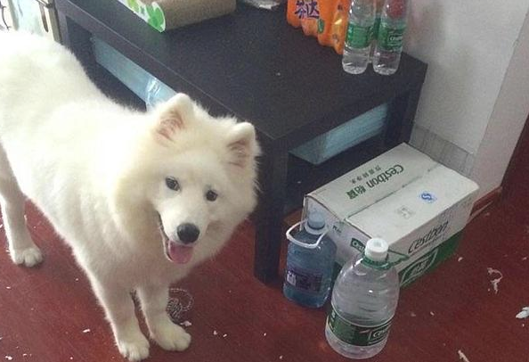 铲屎官家里养了一只大熊猫？不，它居然一只善于隐藏的萨摩耶