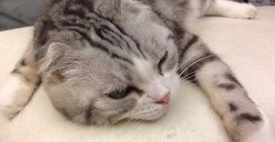爱猫献上死亡壁虎 怕它伤心爸爸假装开心吃掉 爱猫献上死亡壁虎 怕它伤心爸爸假装开心吃掉