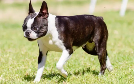 波士顿梗犬看家吗