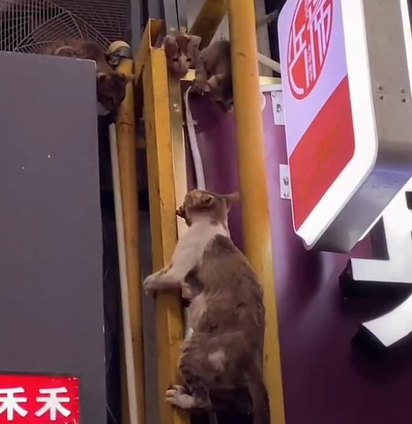 猫妈妈因偷吃被人用开水烫,腹中小猫全部身亡,猫咪痛到流泪 猫妈妈因偷吃被人用开水烫,腹中小猫全部身亡,猫咪痛到流泪
